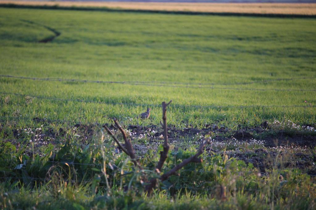 Monte Da Morena Agro-Turismo Serpa Buitenkant foto